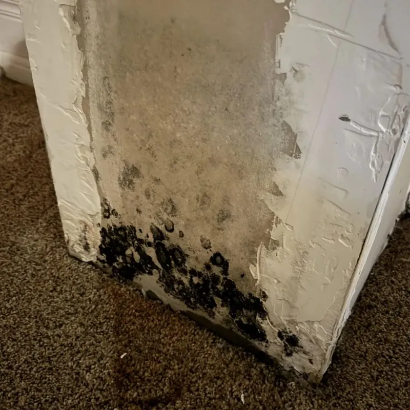 Professional Mold Removal in Doylestown, OH